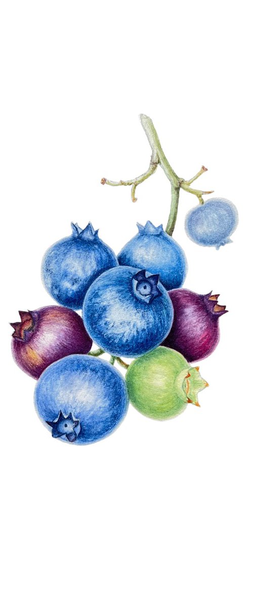 Juicy blueberry by Tetiana Kovalova