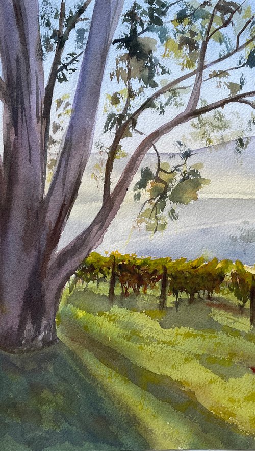 Megalong vineyard morning by Shelly Du