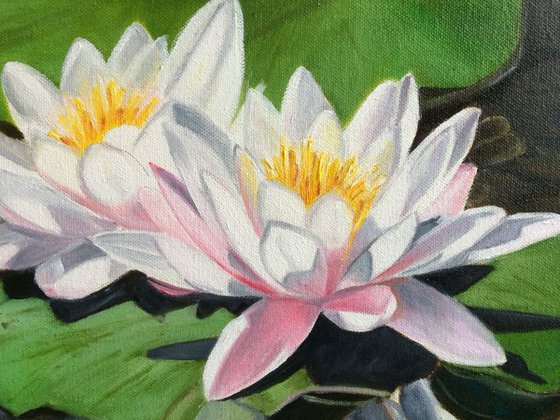 Water lilies