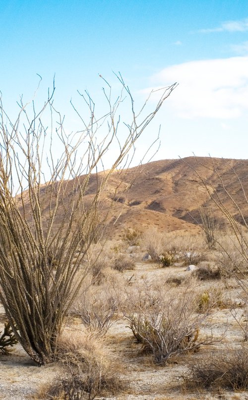 Anza Borrego #2 by Gary Moger