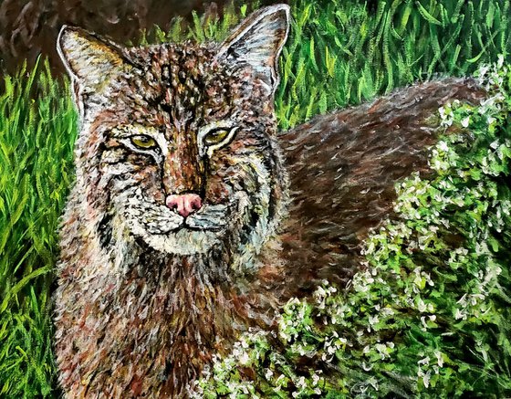 Bobcat