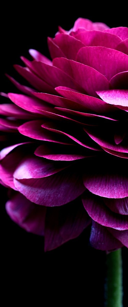 Magenta Ranunculus by Nadia Culph