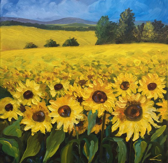 Sunflowers field