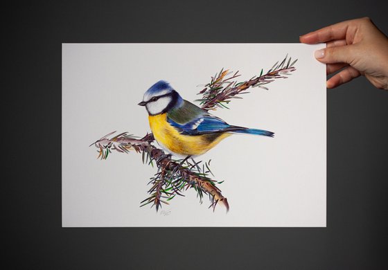 Birds Collection V