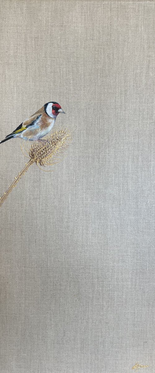 Teasel Goldfinch by Hannah  Bruce