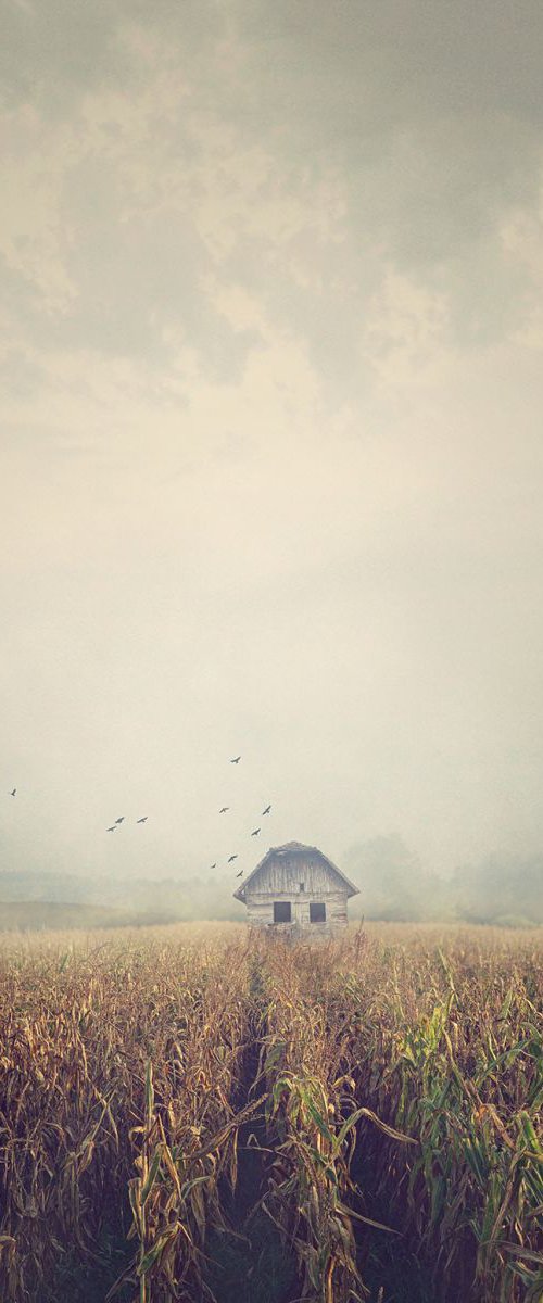 House in corn field by Nikolina Petolas