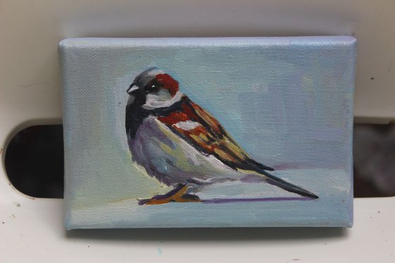 Sparrow #1