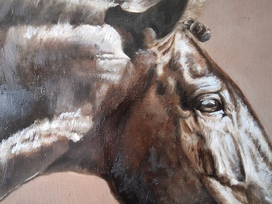 My spirited horse...