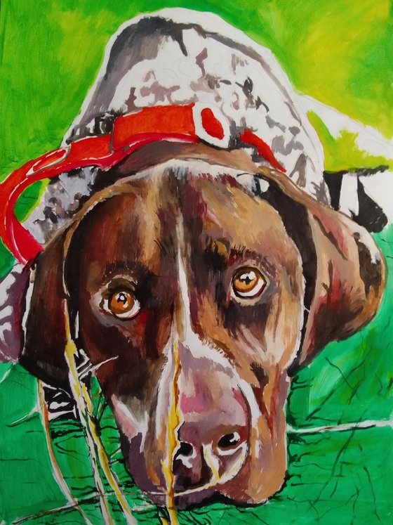 German Shorthaired Pointer