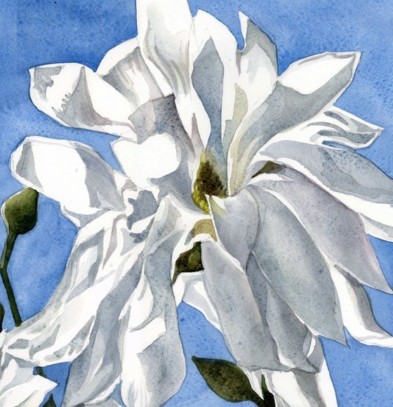 star magnolia watercolor floral