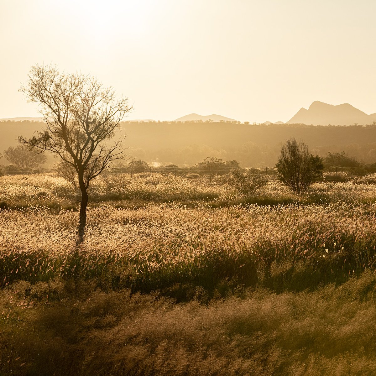 Grass Plains Outback Australia #2 by Nick Psomiadis