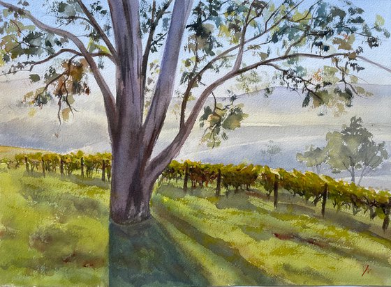 Megalong vineyard morning