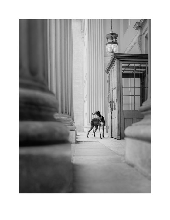 Greyhounds of London IX