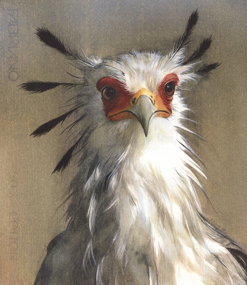 Photorealistic Watercolour , Bird Ccxxix - Secretary Bird By Reme Jr., 10 X 12, Artwork For Sale On Artfinder