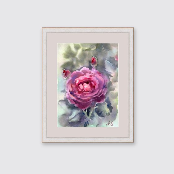 Purple Watercolor rose, flower from Summer garden