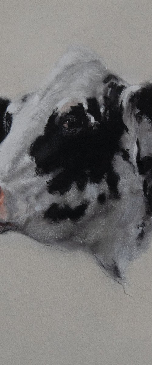 Cow Portrait by Matt Foy