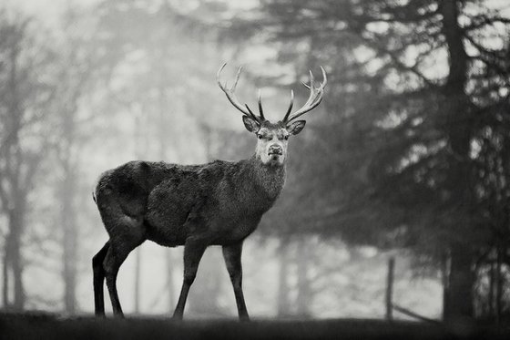 Cheshire Deer