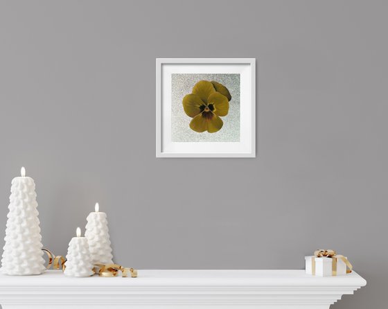 Pansy #10