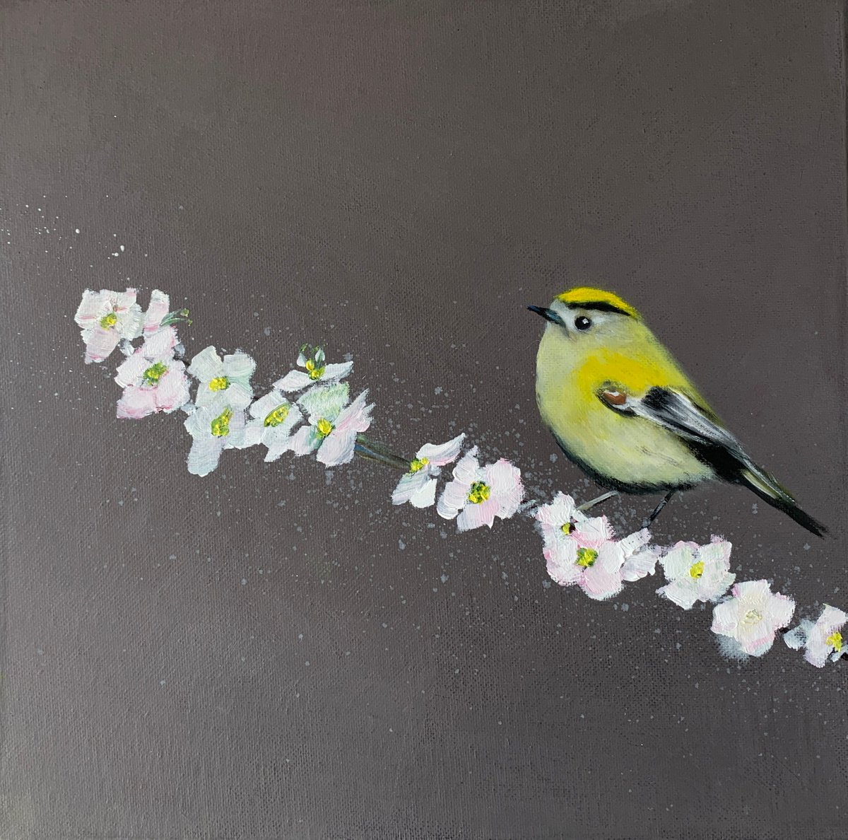 GoldCrest On Cherry Blossom by Laure Bury