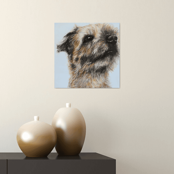 Border terrier