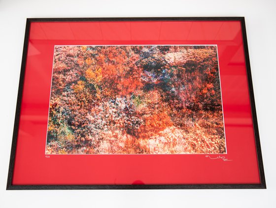 Wall of Nature LXVII (Framed)