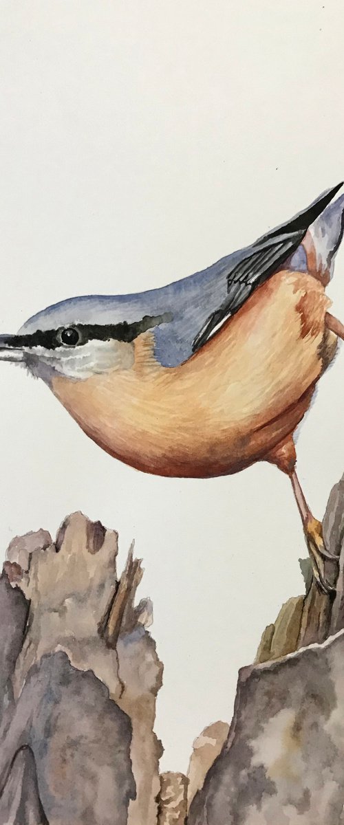 Nuthatch on Broken Branch by Lisa Lennon