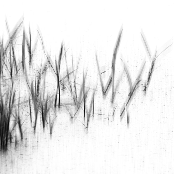 Reeds #2 Limited Edition 3/50 10x10 inch Photographic Print.