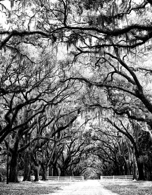 WHERE TREES MEET Savannah GA by William Dey