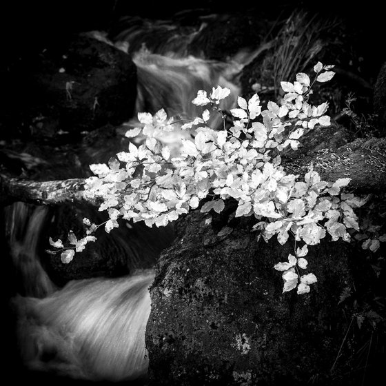 Autumn Leaves  - Padley Gorge Peak District National Park .