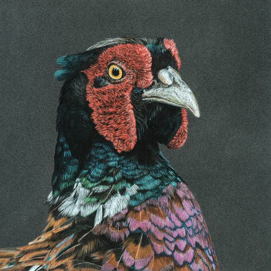 Original pastel drawing bird "Common pheasant"