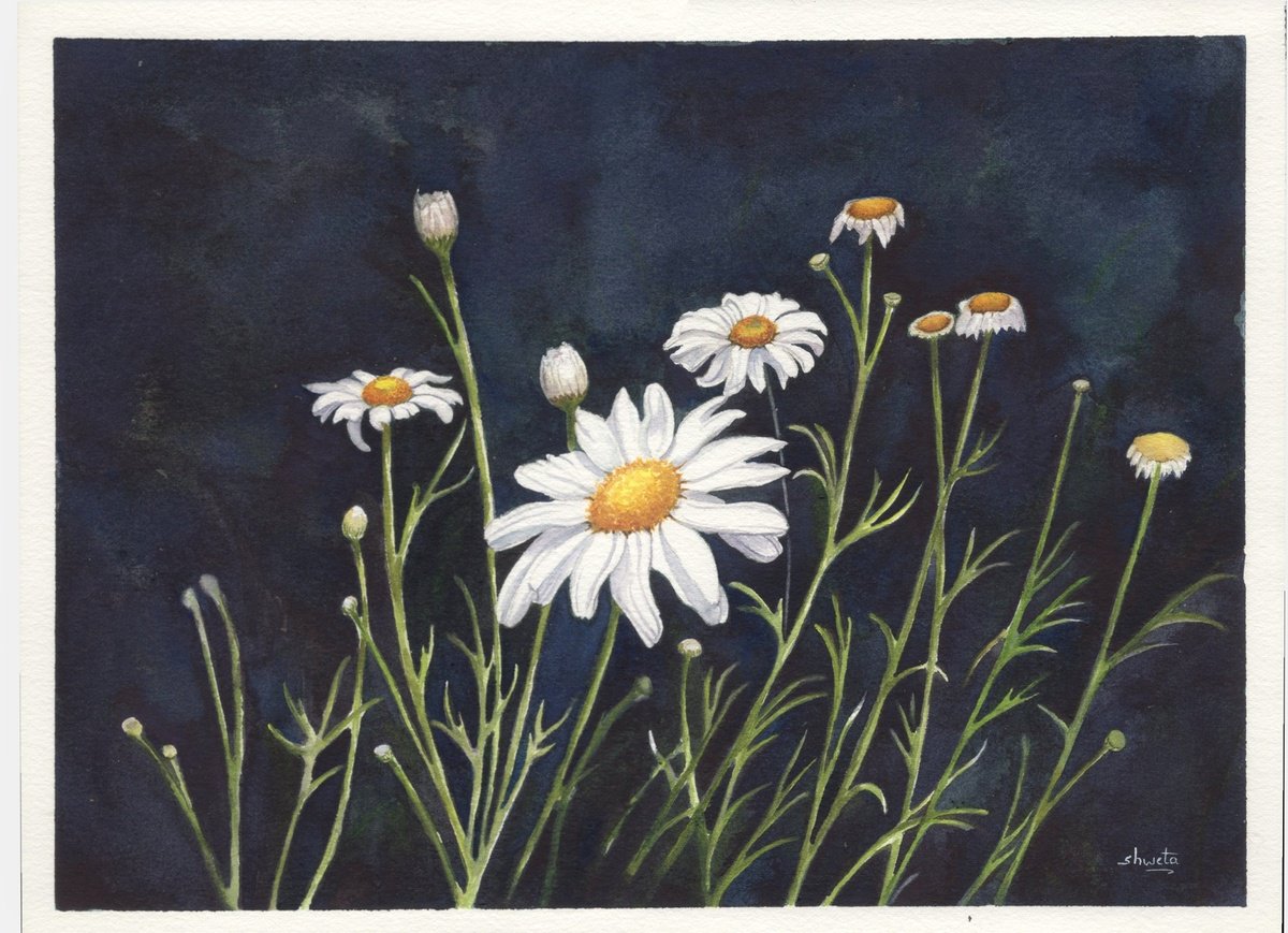 Photorealistic Botanical Watercolour By Shweta Mahajan, 12 X 9", Chamomile Flowers, Original Artwork
