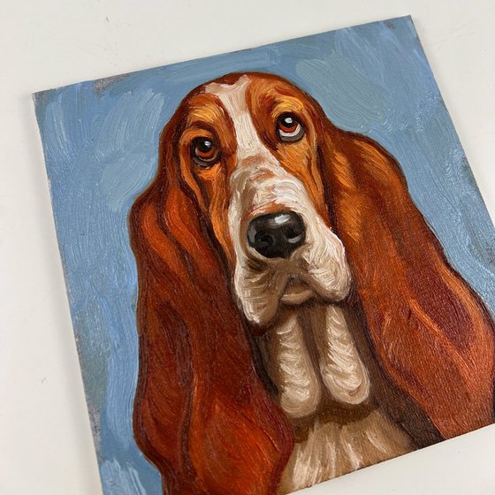 Basset Hound