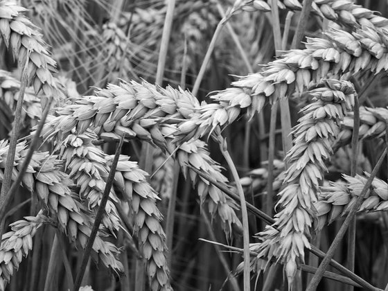 Ears of Wheat