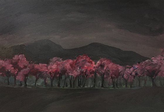 'Cherry trees t dusk, Edinburgh Meadows'