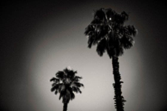 Why are palm trees so damn happy? | Limited Edition Fine Art Print 1 of 10 | 45 x 30 cm
