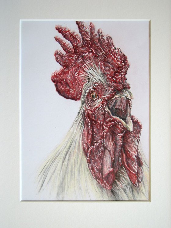 Drawing of rooster in coloured pencils on paper.