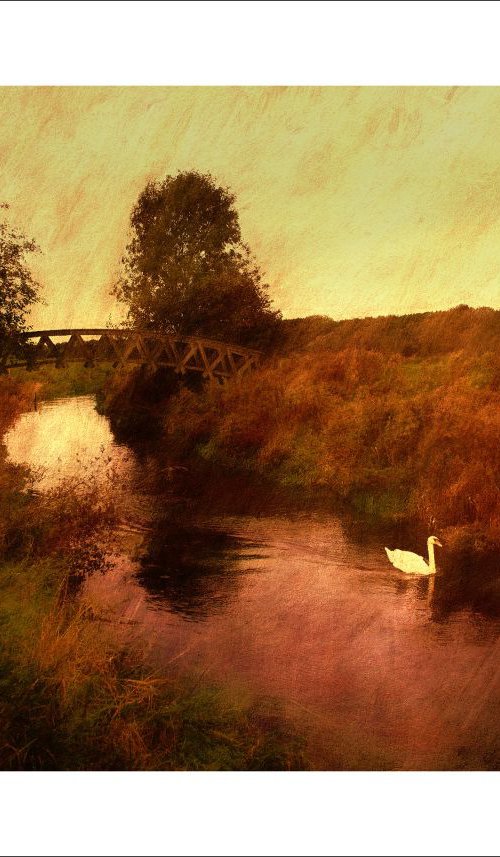 The Swan and the Bridge by Martin  Fry
