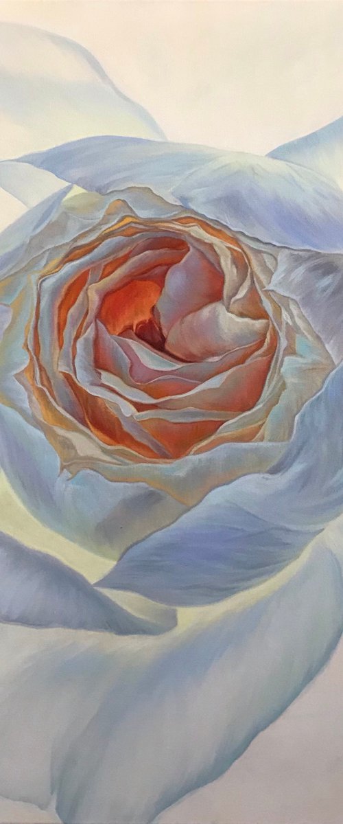 Portrait of rose by Elena