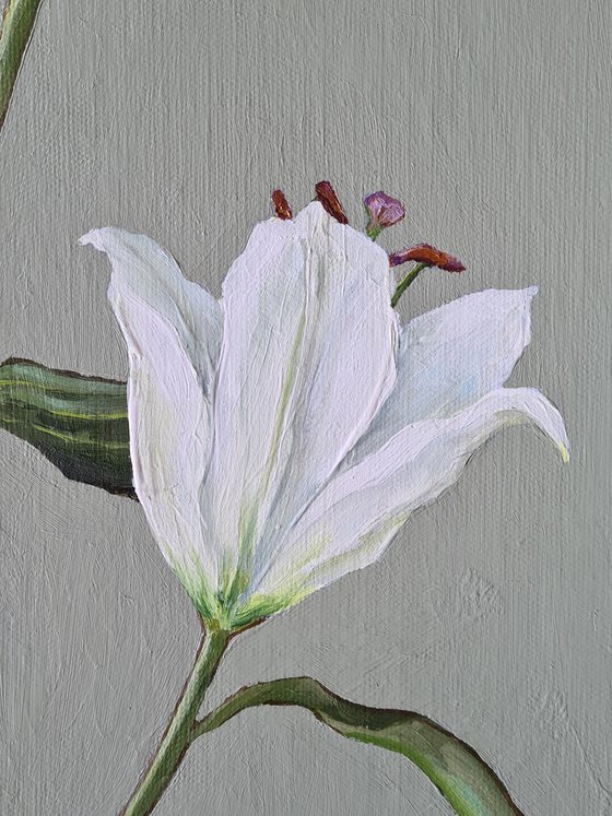 Oriental Lily Study 2
