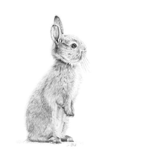 Bushy Bunny by Susannah Weiland