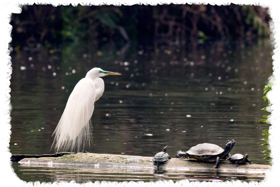 Egret and Turtles