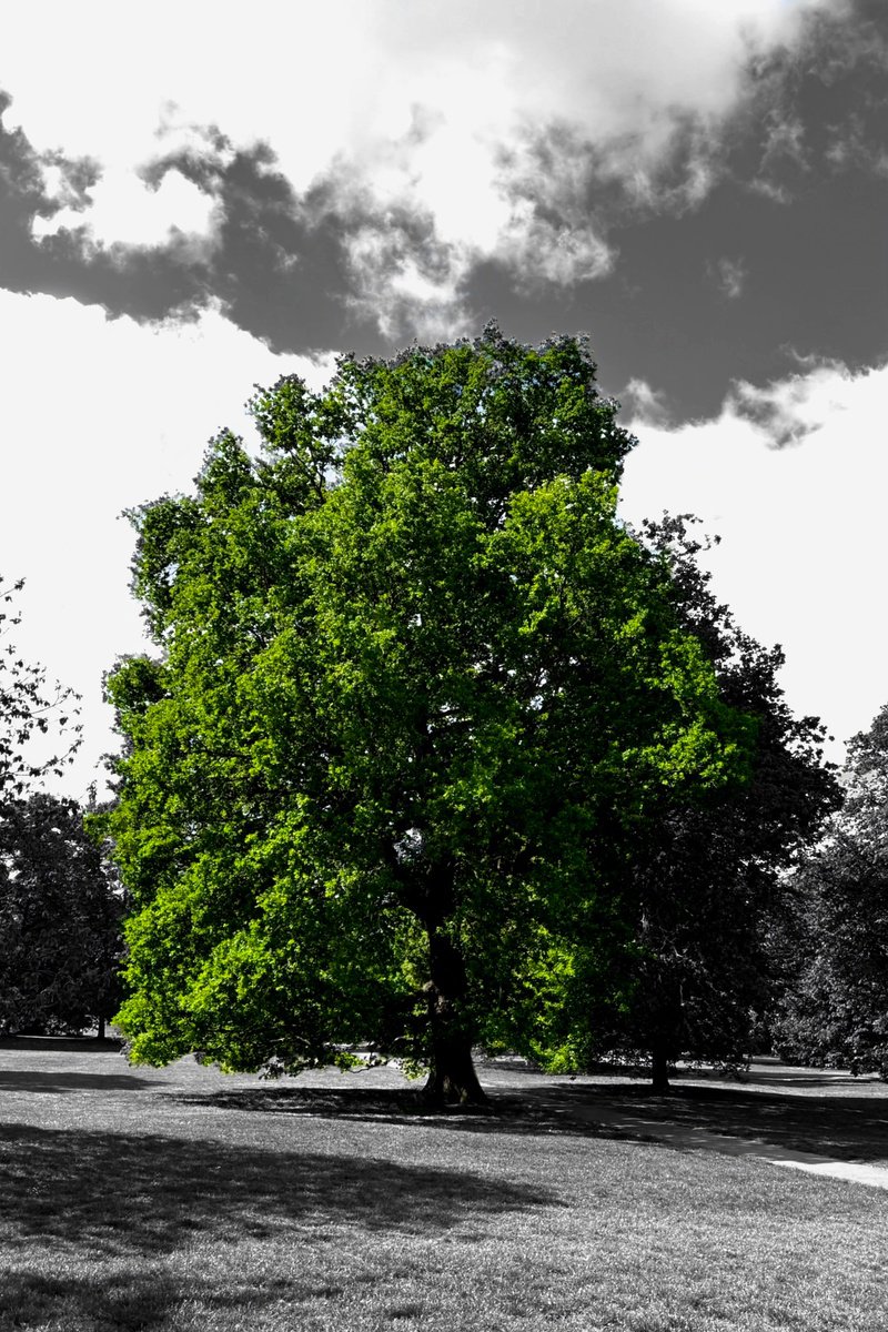 Landscape Photograph By Tatiana Zappa, 16 X 24", The Green One Iii, Original Artwork