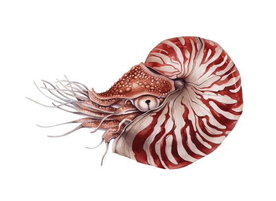 The chambered nautilus (Nautilus pompilius)