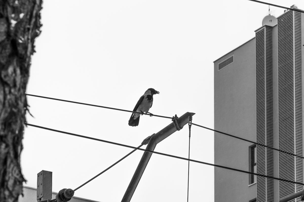 Constructivism (from the Birds set) by Adam Mazek
