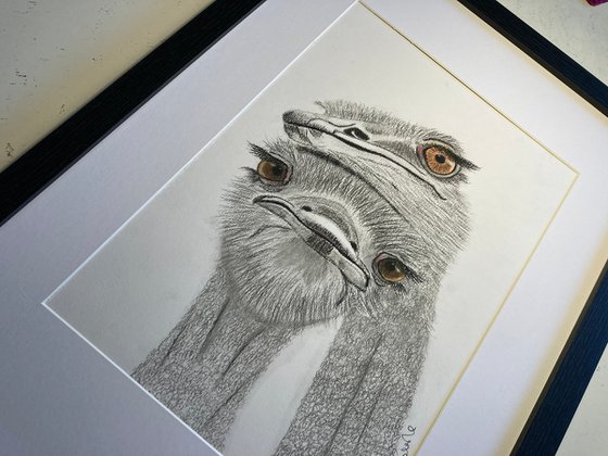 Ostrich