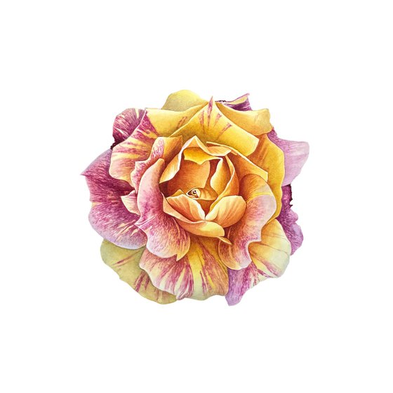 Sun Rose