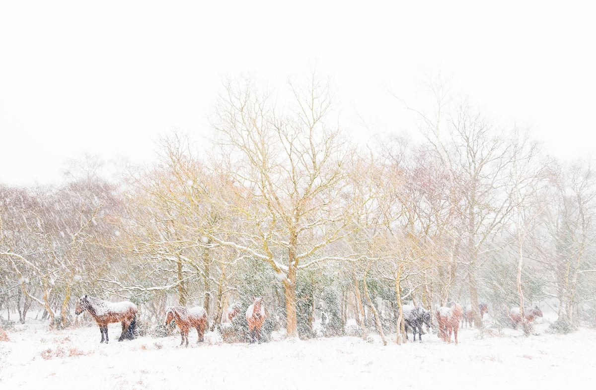 SNOW HORSES 3. by Andrew Lever