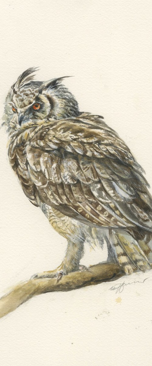 Long -eared owl bird watercolour by Una Hurst
