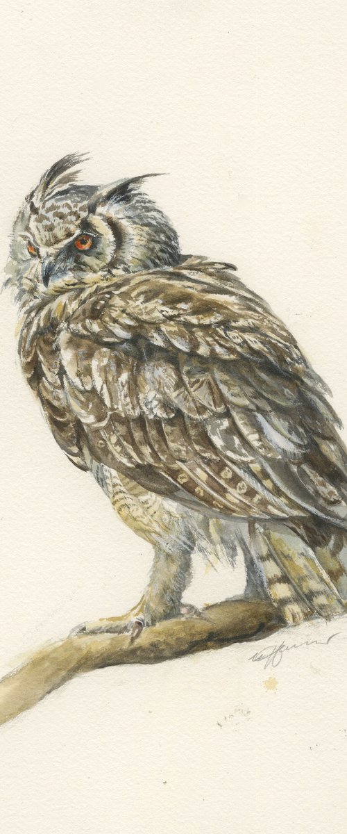 Long -eared owl watercolor by Una Hurst