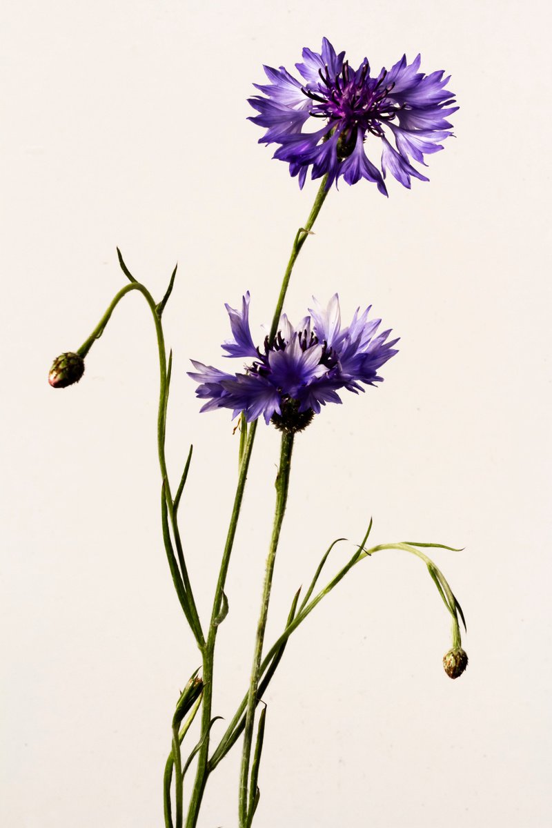 Asteraceae by Sandra Platas Hernandez